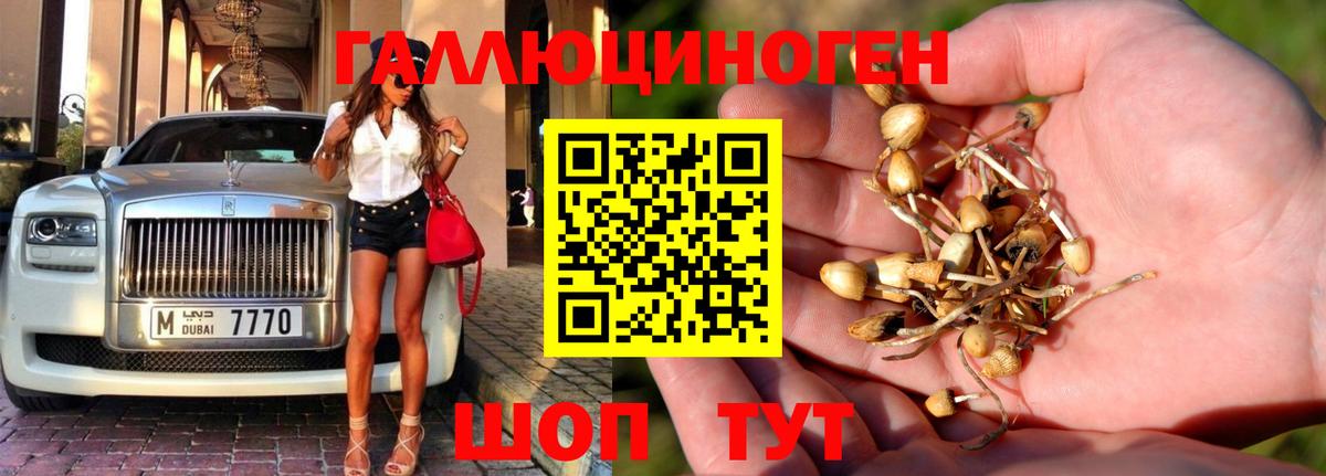 продажа наркотиков  Вход с VPN  Советск  Галлюциногенные грибы Psilocybe 